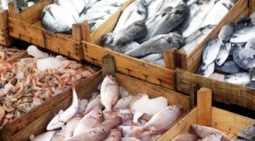 سوق الأسماك اليوم.. استقرار سعر البلطي والجمبري يسجل 770 جنيهًا في مصر